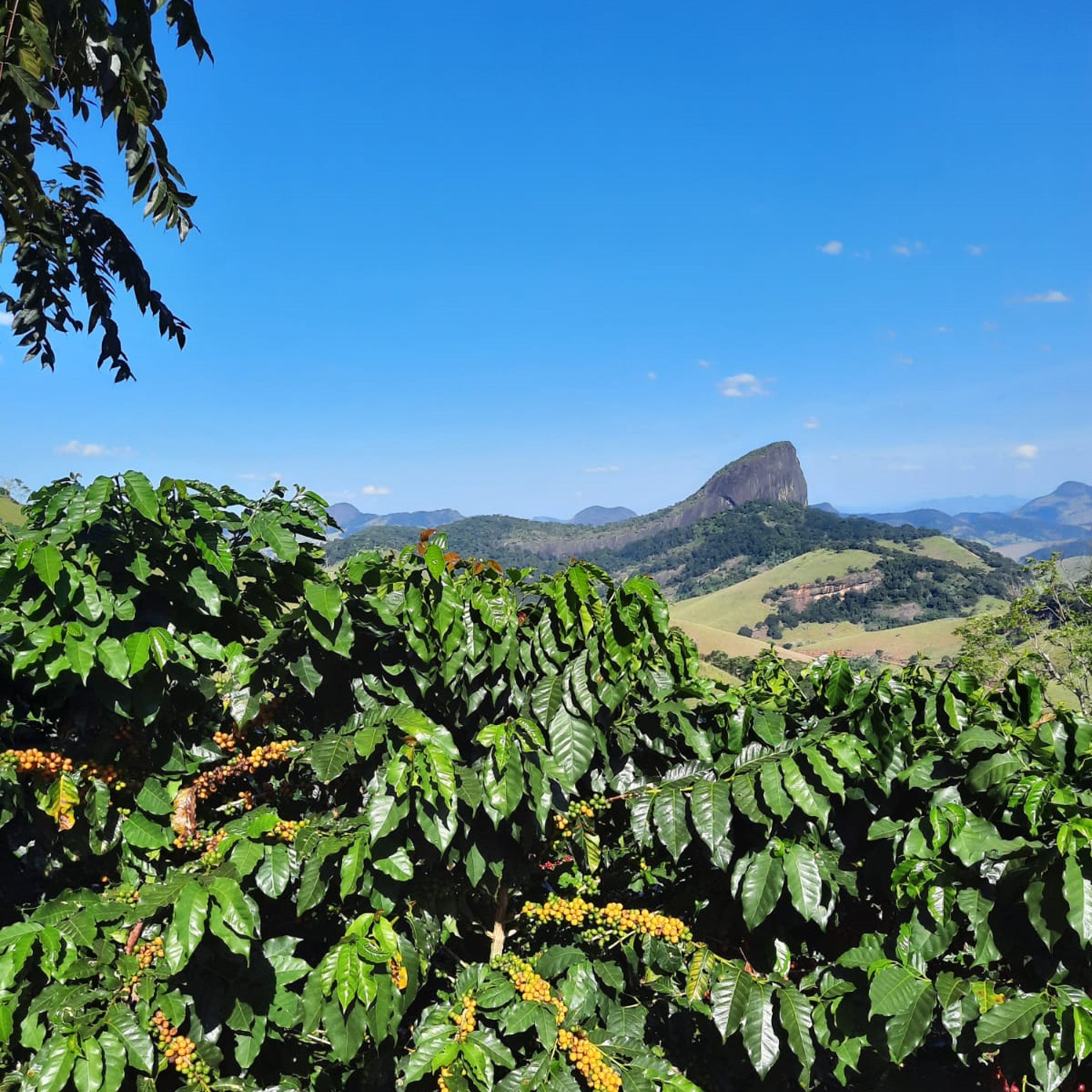 Vista della piantagione di caffe nella fattoria Pedra Elefantina, in Brasile. Acquista i caffe su ArrudaNappi.it