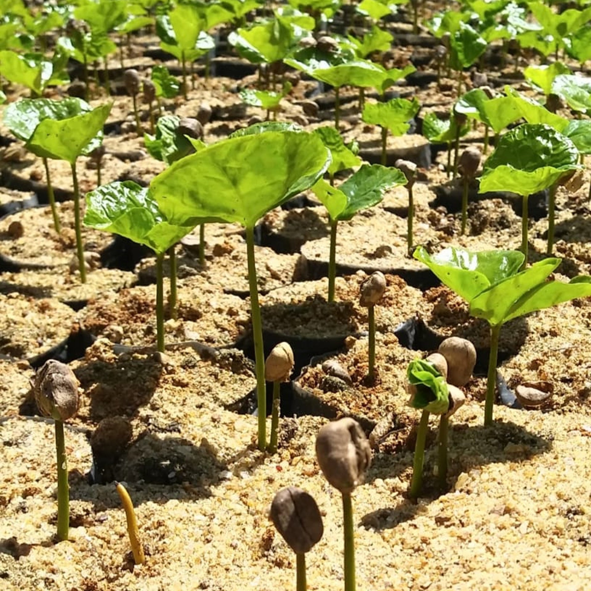 Piccole piante di caffe della fazenda Pedra Elefantina, in Brasile