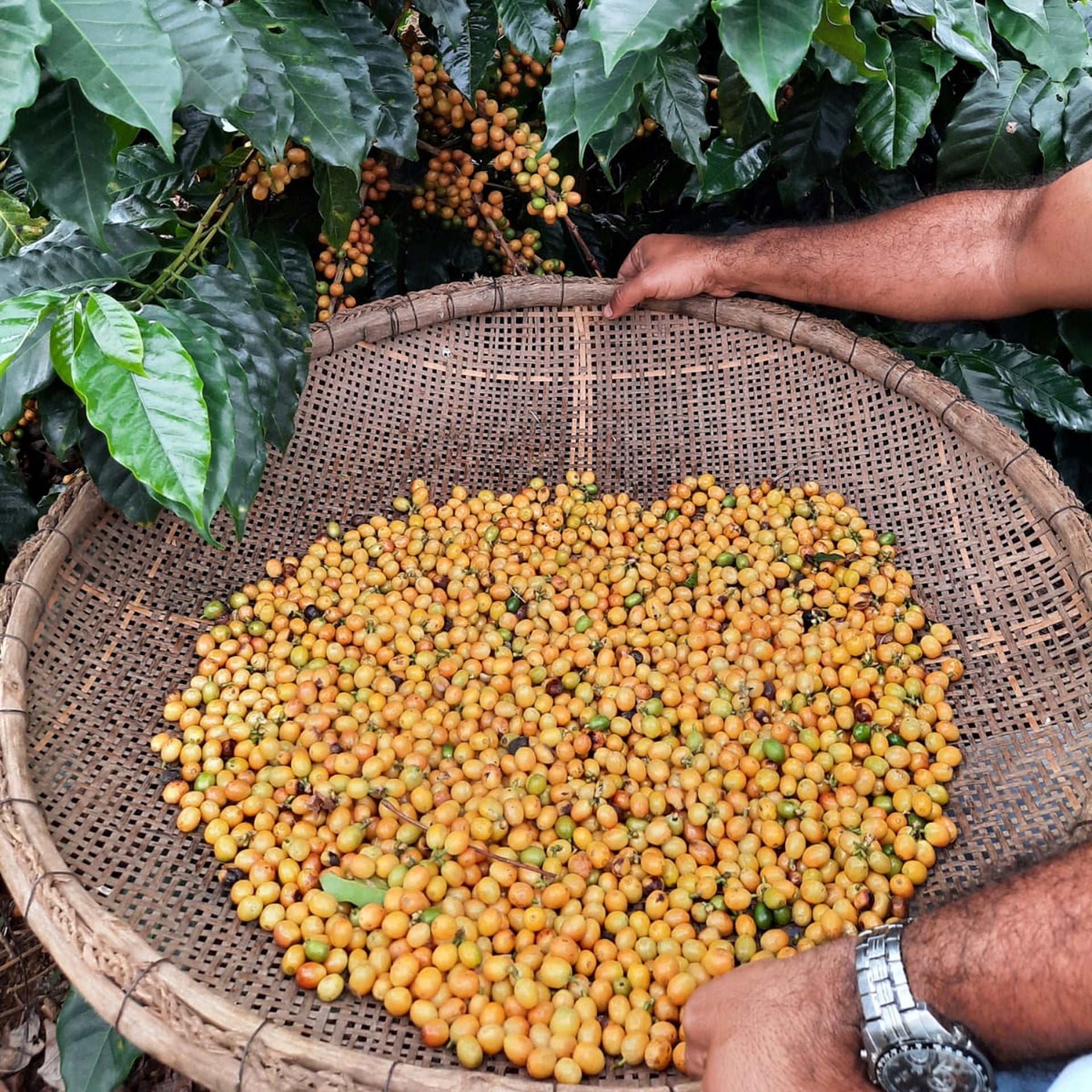 Frutti di Caffe Specialty e pianta di caffe nella fazenda Pedra Elefantina in Brasile