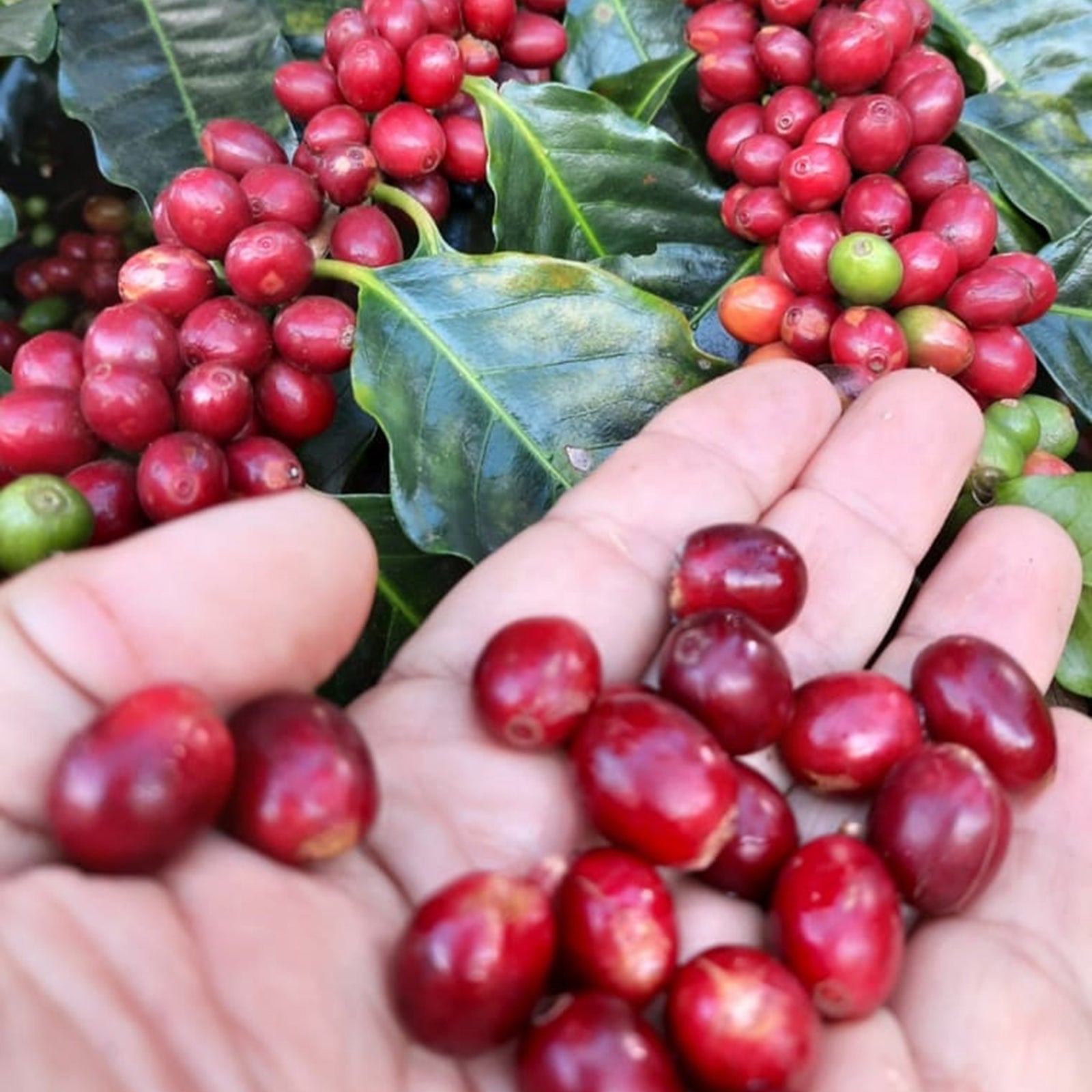 Frutti di caffe nella mano davanti alla piantagione di caffe. Acquista i caffe su ArrudaNappi.it