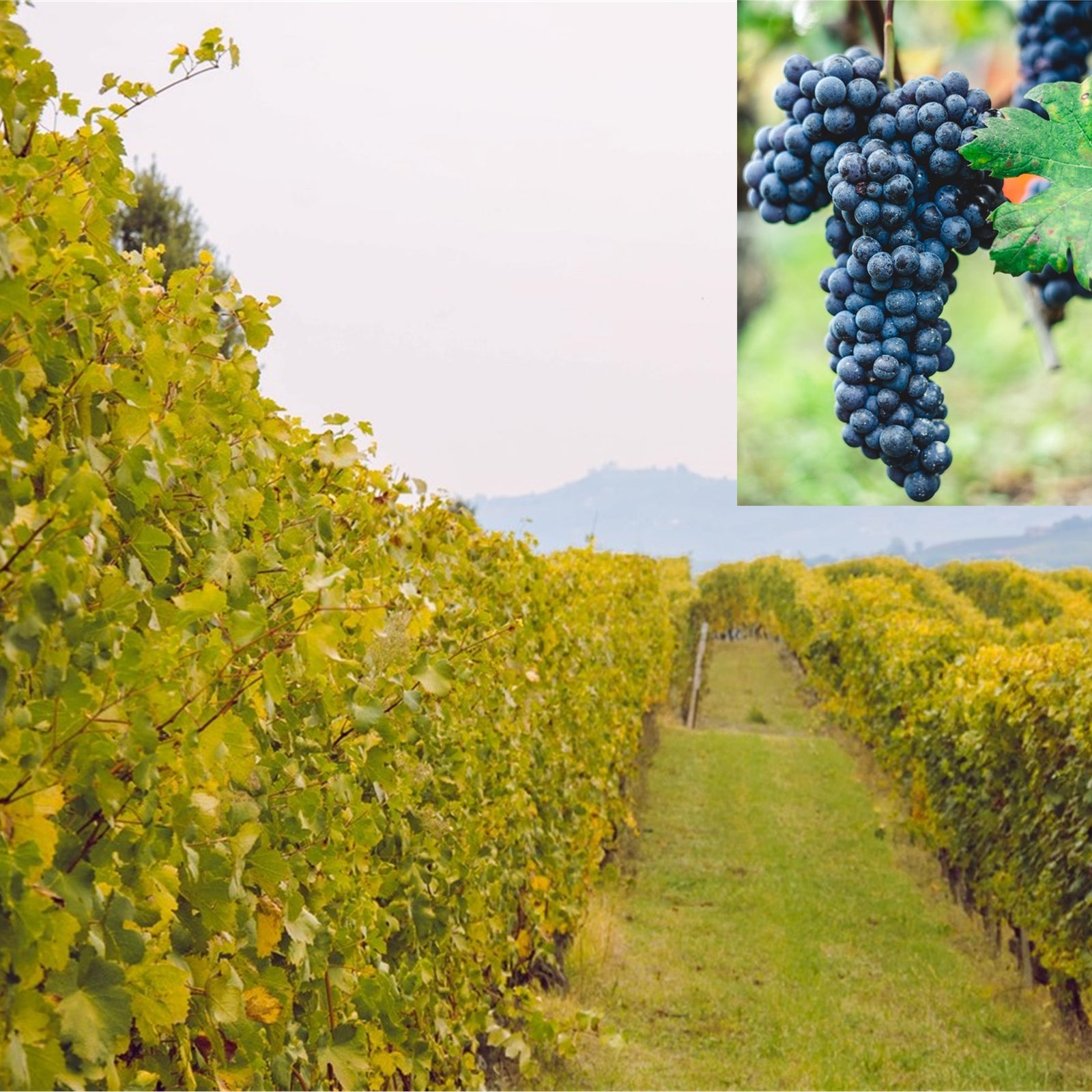 Vini d'eccellenza sono paragonabili a caffe d'eccellenza